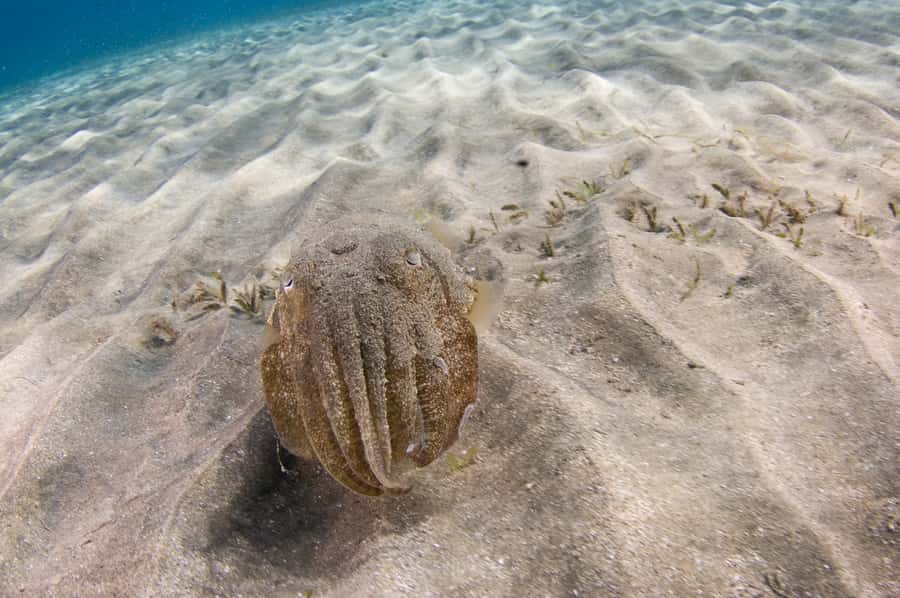 From Dubai: Fujairah Half-Day Scuba Dive and Snorkeling - Certified participants and the two-site option