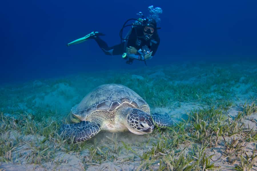 From Dubai: Fujairah Half-Day Scuba Dive and Snorkeling - Snorkeling is more than a backup plan