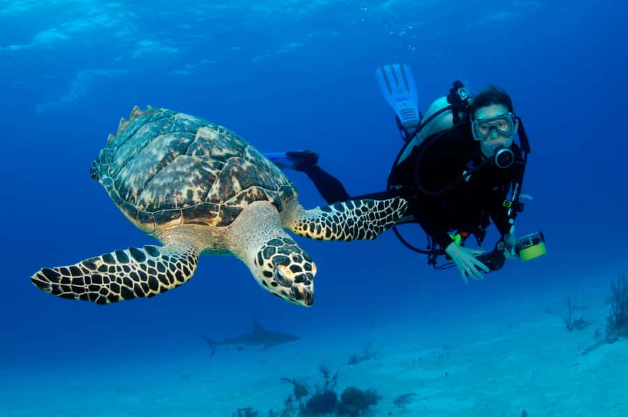 From Dubai: Fujairah Scuba Dive and Snorkeling - Key points to know before booking