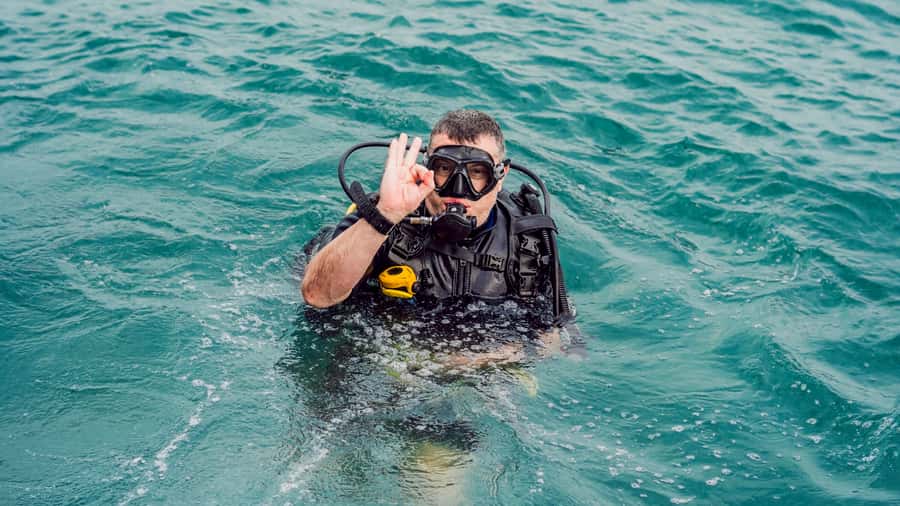 From Dubai: Fujairah Scuba Dive and Snorkeling - Marine life you might see at Fujairah