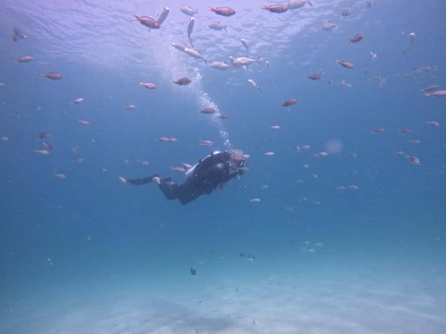 From Dubai: Try Scuba Diving, Snorkeling with BBQ & Transfer - Key points to know before booking