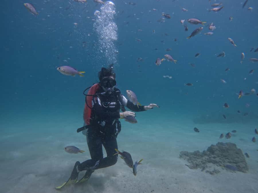 From Dubai: Try Scuba Diving, Snorkeling with BBQ & Transfer - Snoopy Island: your first look below the surface