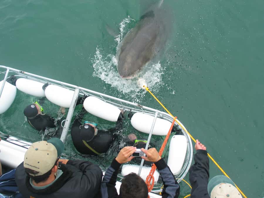 From Hermanus: Cruise with Shark Cage Dive and Lunch - Should you book it?