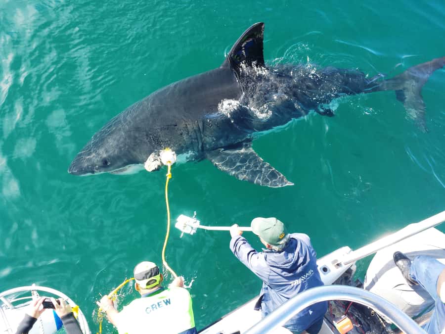 From Hermanus: Cruise with Shark Cage Dive and Lunch - Meeting the sharks at Shark Alley