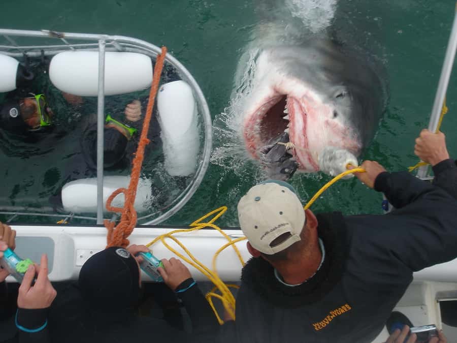 From Hermanus: Cruise with Shark Cage Dive and Lunch - Which sharks and animals might you see?
