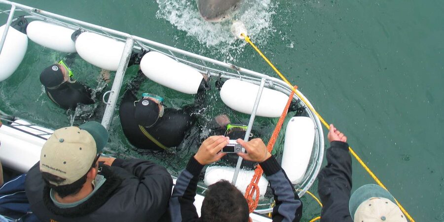 From Hermanus: Cruise with Shark Cage Dive and Lunch - Food, warmth, and the return to shore