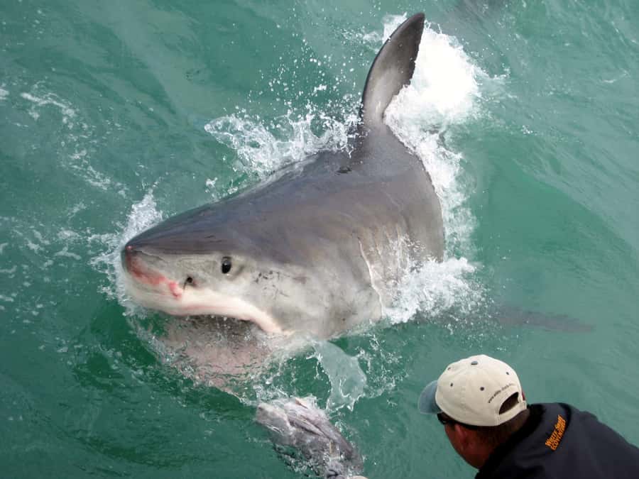 From Hermanus: Cruise with Shark Cage Dive and Lunch - The long road from Cape Town