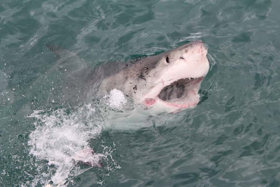 From Hermanus: Cruise with Shark Cage Dive and Lunch - Price, group timing, and real value