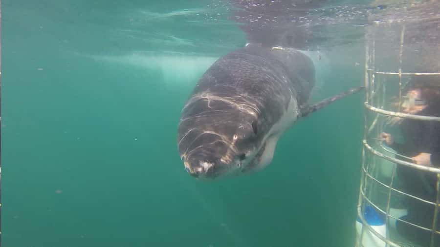 From Hermanus: Cruise with Shark Cage Dive and Lunch - Safety, comfort, and responsible practice