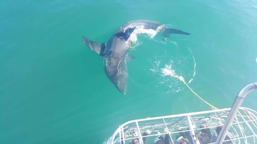 From Hermanus: Cruise with Shark Cage Dive and Lunch - Who should book this shark encounter?