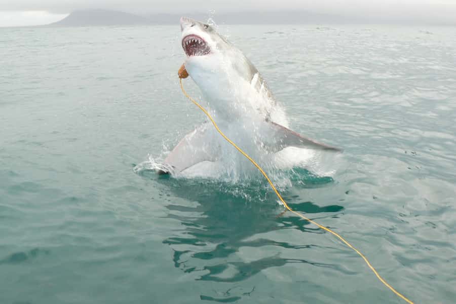 From Hermanus: Cruise with Shark Cage Dive and Lunch - What the cage encounter feels like