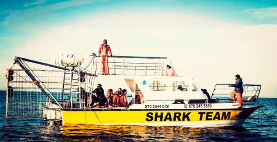 From Hermanus or Cape Town: Shark Cage Diving Experience - Key points at a glance