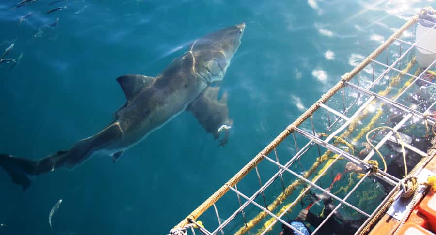 From Hermanus or Cape Town: Shark Cage Diving Experience - Meeting sharks off Gansbaai