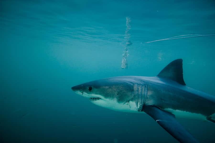 From Hermanus or Cape Town: Shark Cage Diving Experience - The 15-minute ride to the shark area