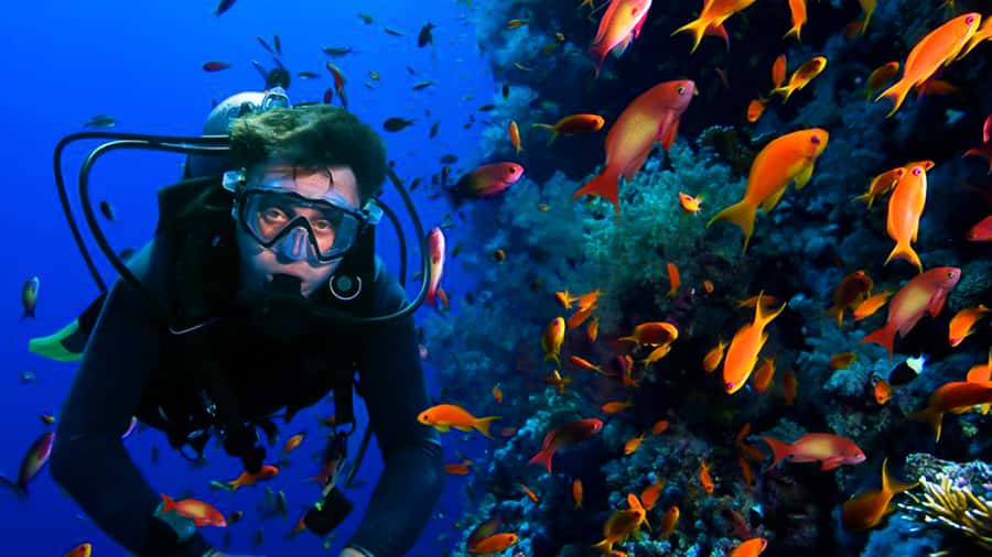 From Hurghada: Scuba Diving with Expert Guide & 2 Dives - Practical advice for making the day better