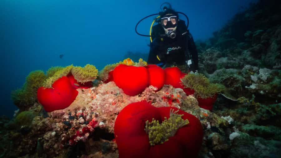 From Jeddah: Boat Trip and Diving for Certified Divers - A Red Sea outing built around two water sessions