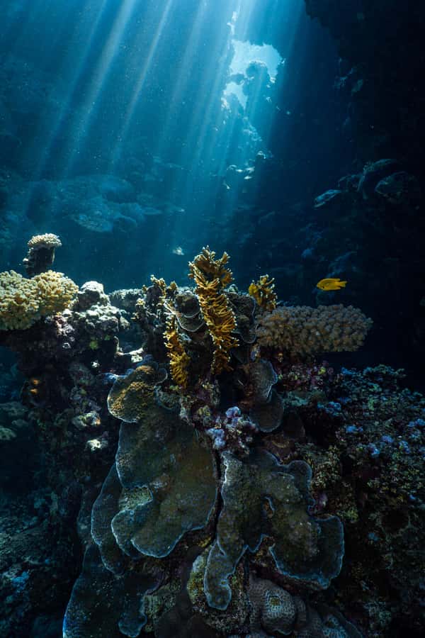 From Jeddah: Boat Trip and Diving for Certified Divers - The first guided session at the selected site