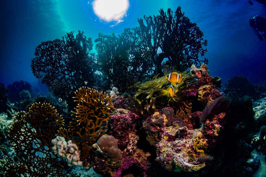 From Jeddah: Boat Trip and Diving for Certified Divers - Who will get the most from this trip