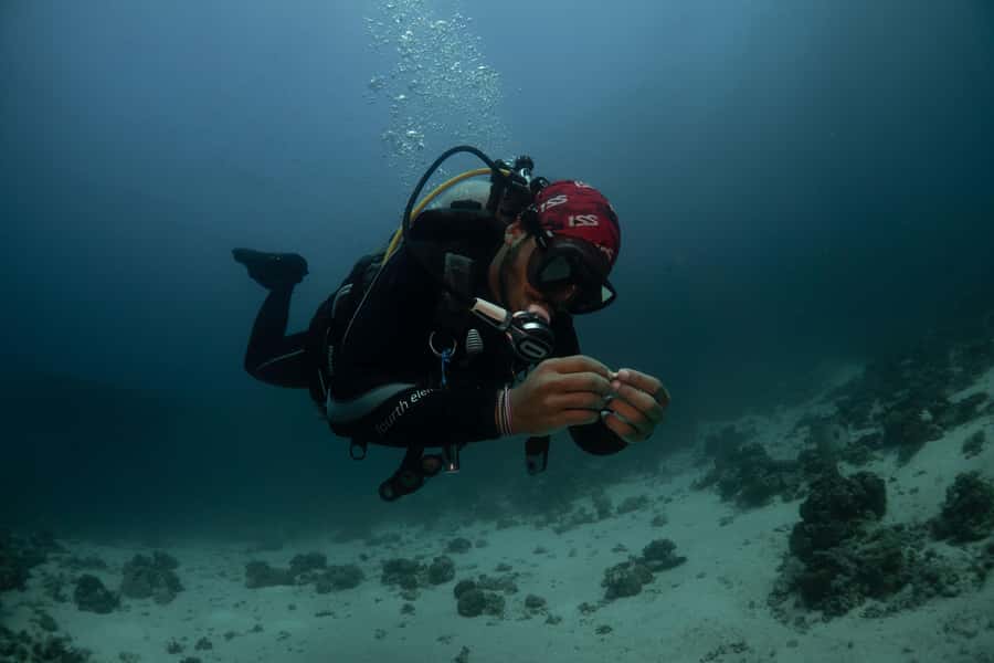 From Jeddah: Boat Trip and Diving for Certified Divers - Should you book the Jeddah Red Sea trip?