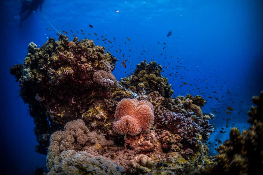 From Jeddah: Boat Trip and Diving for Certified Divers - Leaving Al-Haddad Scuba for the yacht