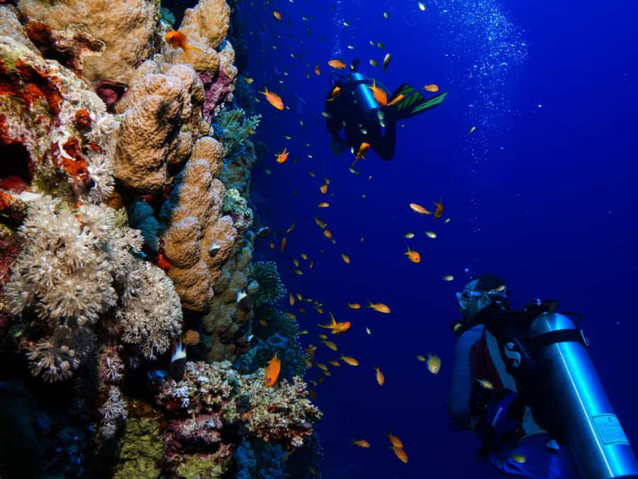From Khasab: Diving Experience in Khasab - Key points at a glance