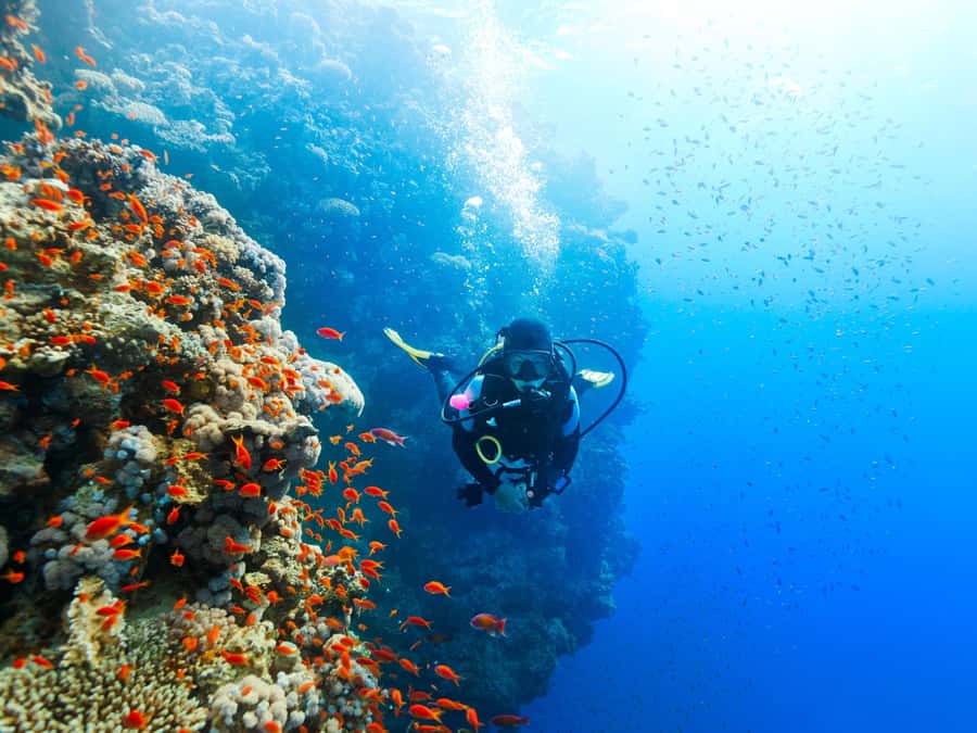From Khasab: Diving Experience in Khasab - Why Musandam works so well underwater