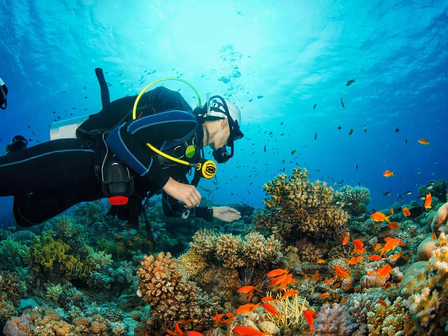 From Khasab: Diving Experience in Khasab - Two scuba sessions, not one rushed stop