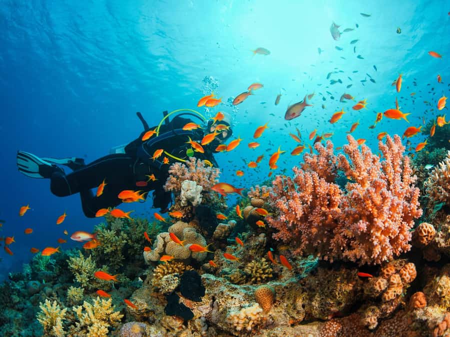 From Khasab: Diving Experience in Khasab - Leaving Khasab by speedboat