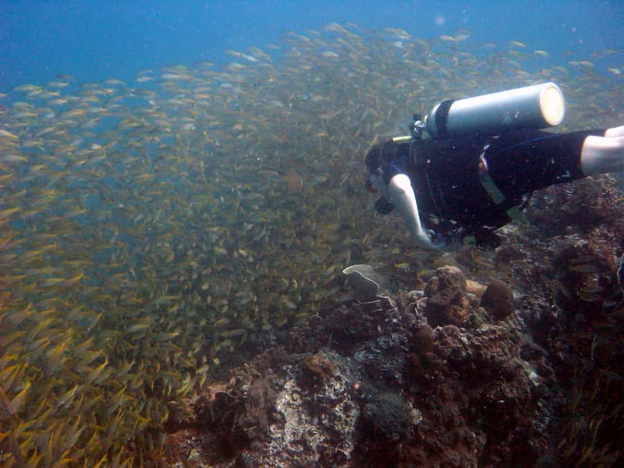 From Koh Kood: Certified Dive Trip - Key points to know before booking