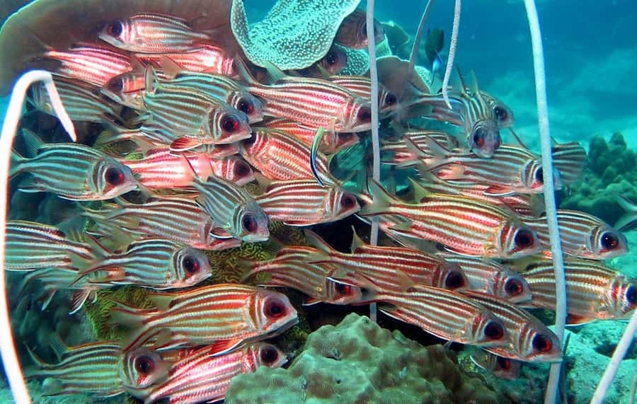 From Koh Kood: Certified Dive Trip - Booking details that matter