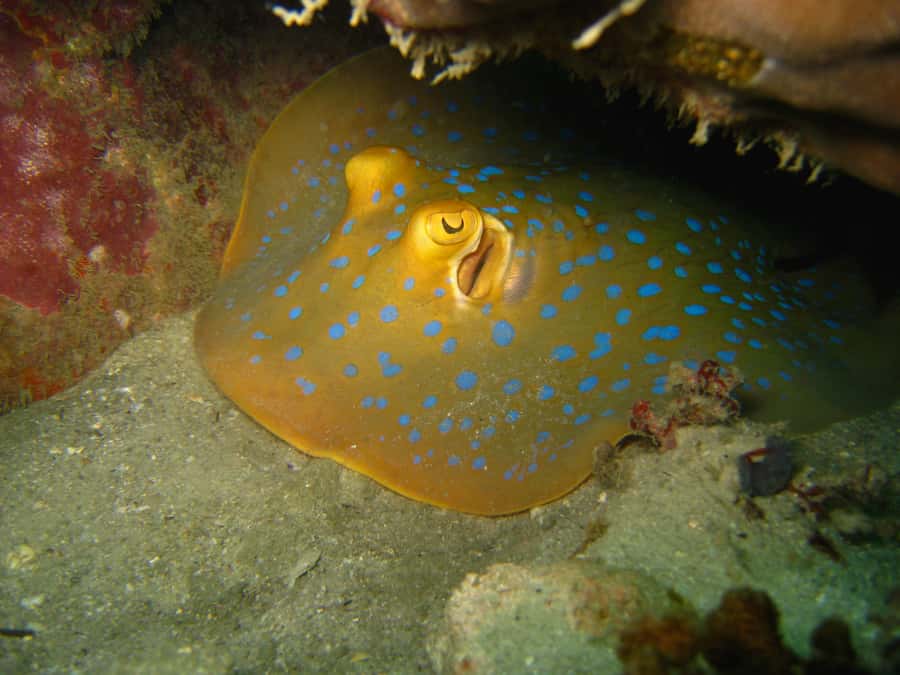 From Koh Kood: Certified Dive Trip - Two reef sites in the Gulf of Thailand