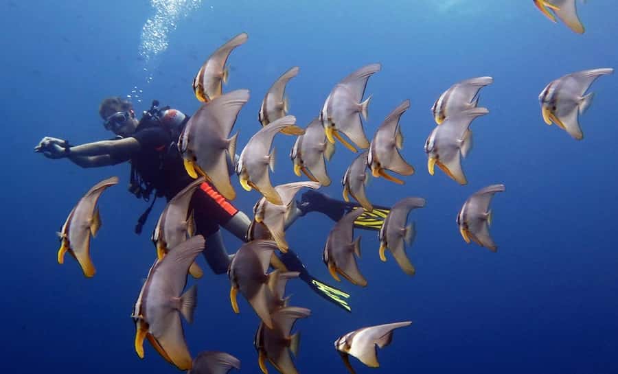 From Koh Kood: Certified Dive Trip - Coral, fish, and the appeal of Koh Rang