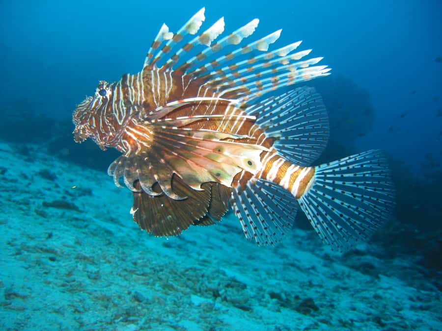 From Koh Kood: Certified Dive Trip - Lunch, drinks, and the surface break