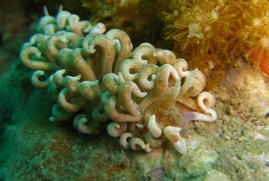 From Koh Kood: Certified Dive Trip - Price and what the $112 covers