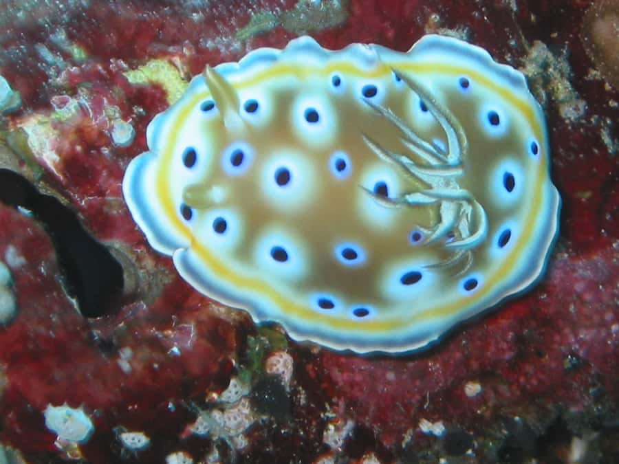 From Koh Kood: Certified Dive Trip - Weather, tides, and the location gamble