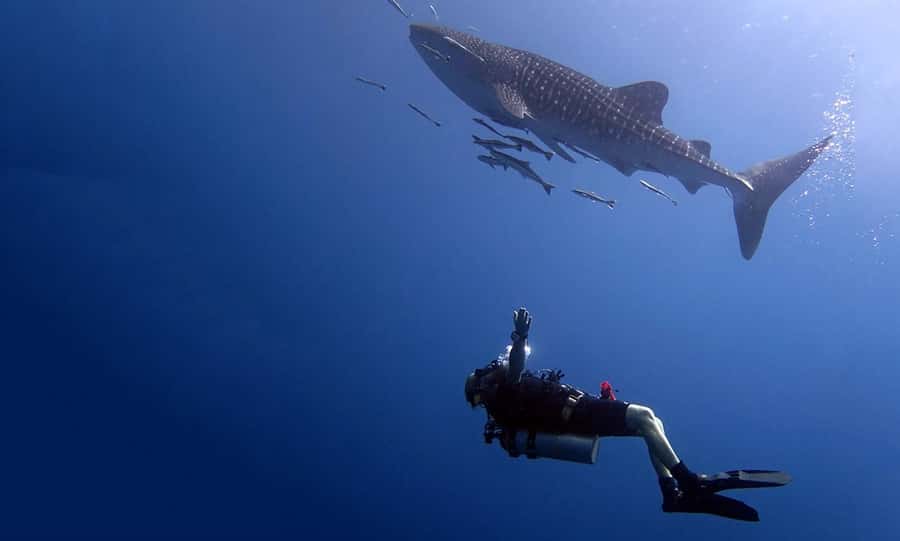 From Koh Kood: Certified Dive Trip - Who will enjoy this outing most