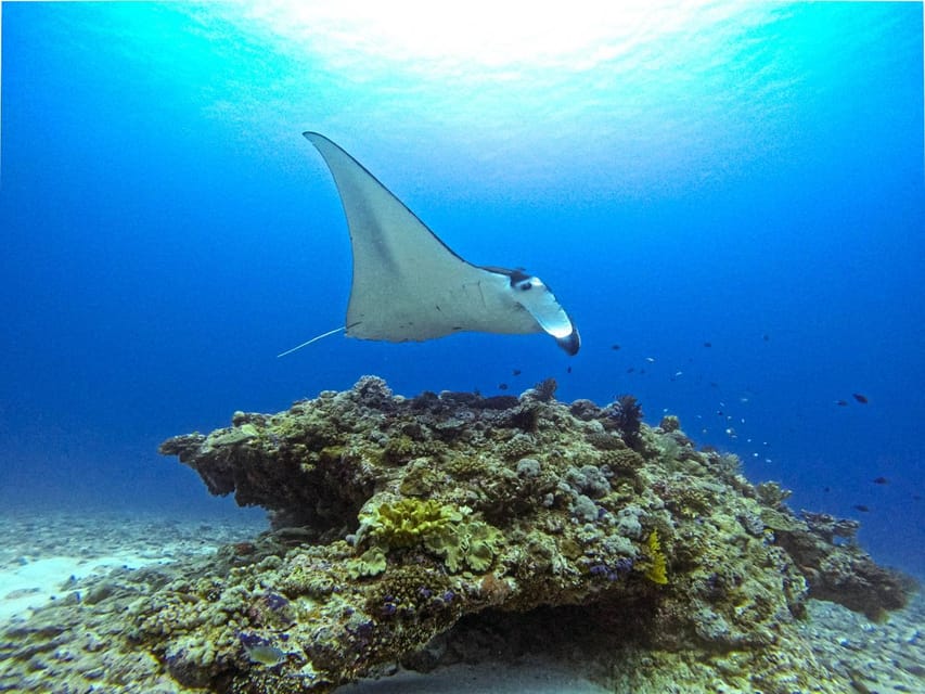 From Naha Scuba Diving Trip in Kerama(for certified divers) - Should you book the Kerama scuba trip?