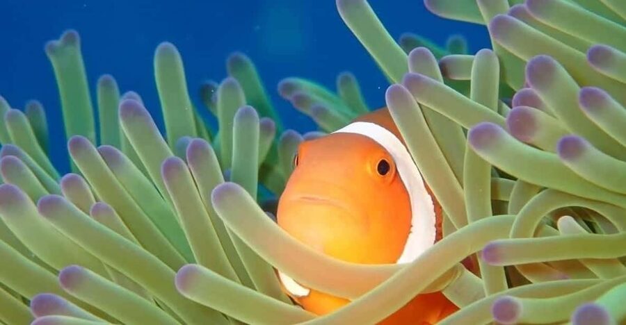 From Naha Scuba Diving Trip in Kerama(for certified divers) - An early start from Naha