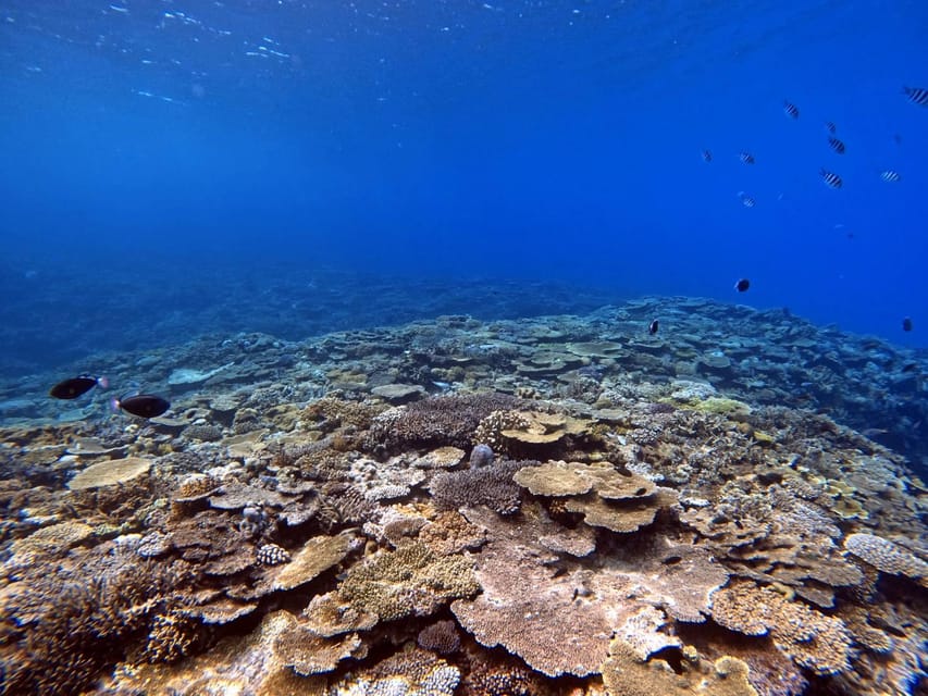 From Naha Scuba Diving Trip in Kerama(for certified divers) - What the underwater sessions are like
