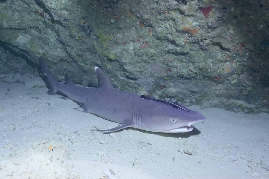 From Naha Scuba Diving Trip in Kerama(for certified divers) - Weather changes and a practical cancellation policy