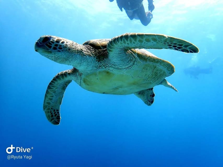 From Naha Scuba Diving Trip in Kerama(for certified divers) - Who will enjoy this most