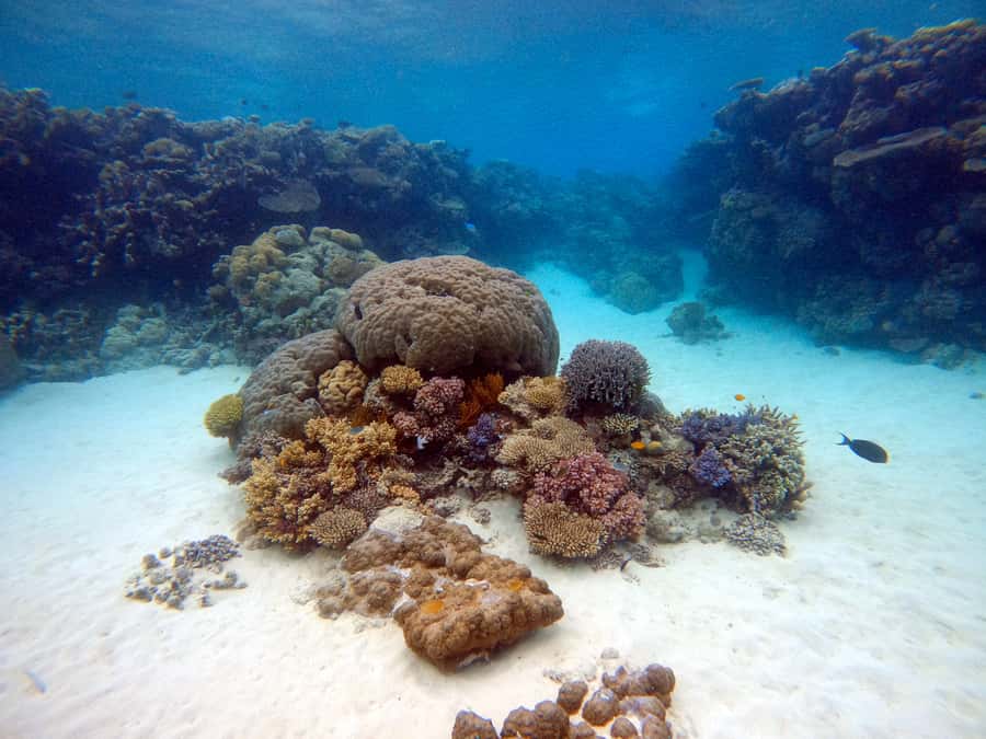 From Pattaya: Snorkeling or Beginner Scuba Diving Tour - Choosing between snorkeling and scuba