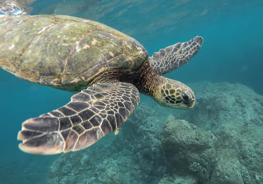 From Pattaya: Snorkeling or Beginner Scuba Diving Tour - Sunken ships for a different underwater view