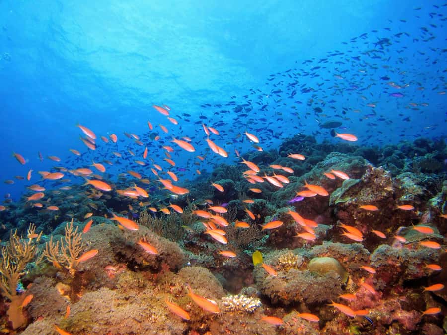 From Pattaya: Snorkeling or Beginner Scuba Diving Tour - Lunch, drinks, and the time between sessions