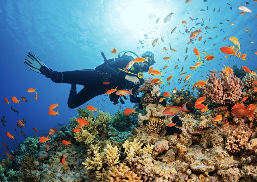 From Pattaya: Snorkeling or Beginner Scuba Diving Tour - Is $82 good value from Pattaya?