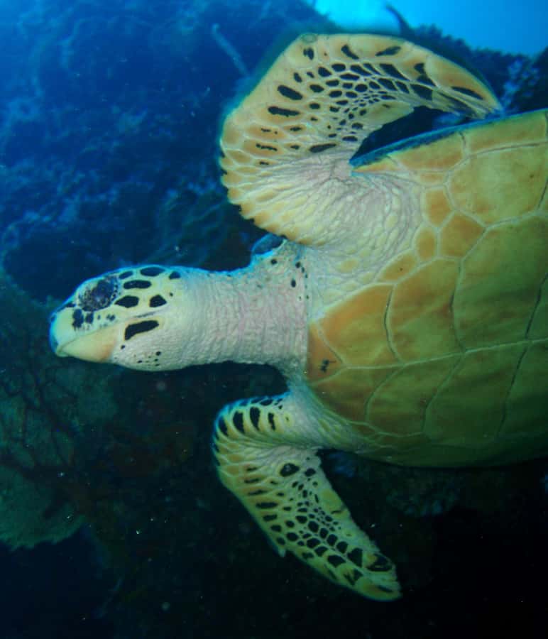 From Phi Phi: Beginner Scuba Diving Day Trip with 2 Dives - First session: simple skills before the reef