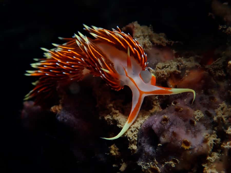 From Phi Phi: Beginner Scuba Diving Day Trip with 2 Dives - Second session: more time to relax underwater
