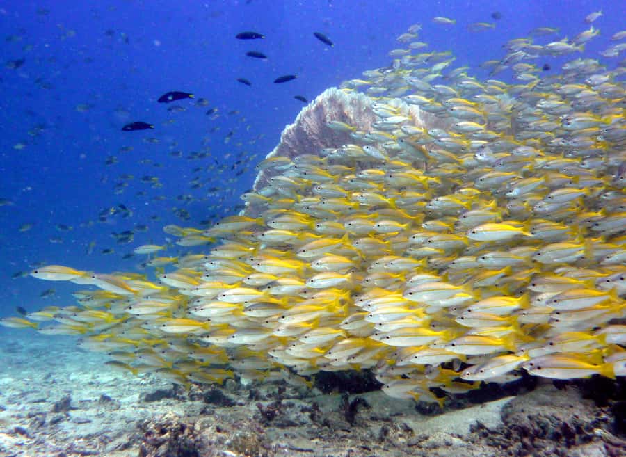 From Phi Phi: Beginner Scuba Diving Day Trip with 2 Dives - Returning to shore and planning the rest of your day