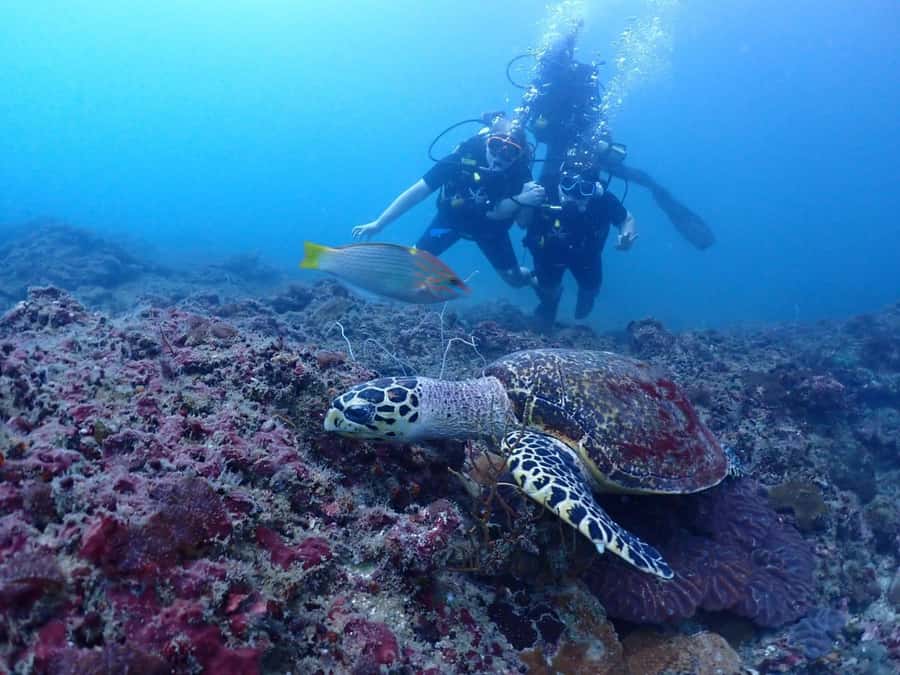 From Phi Phi: Beginner Scuba Diving Day Trip with 2 Dives - How much value do you get for $125?