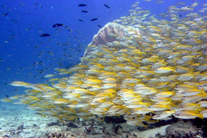 From Phi Phi: Half Day Discover Scuba (2 Dives) - Ko Phi Phi Le, Viking Cave, and Maya Bay